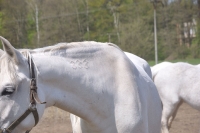 Tschechien_2010_525m
