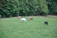 Frankreich_20100917_152555