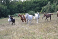 Frankreich_20100918_142606