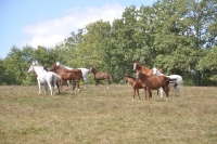 Frankreich_20100918_142640