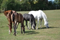 Frankreich_20100918_143006