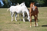 Frankreich_20100918_143008
