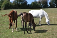 Frankreich_20100918_143034