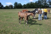 Frankreich_20100918_143116