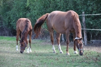 Frankreich_20100918_143156