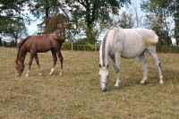 Frankreich_20100918_150600