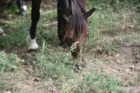 Frankreich_20100916_140844
